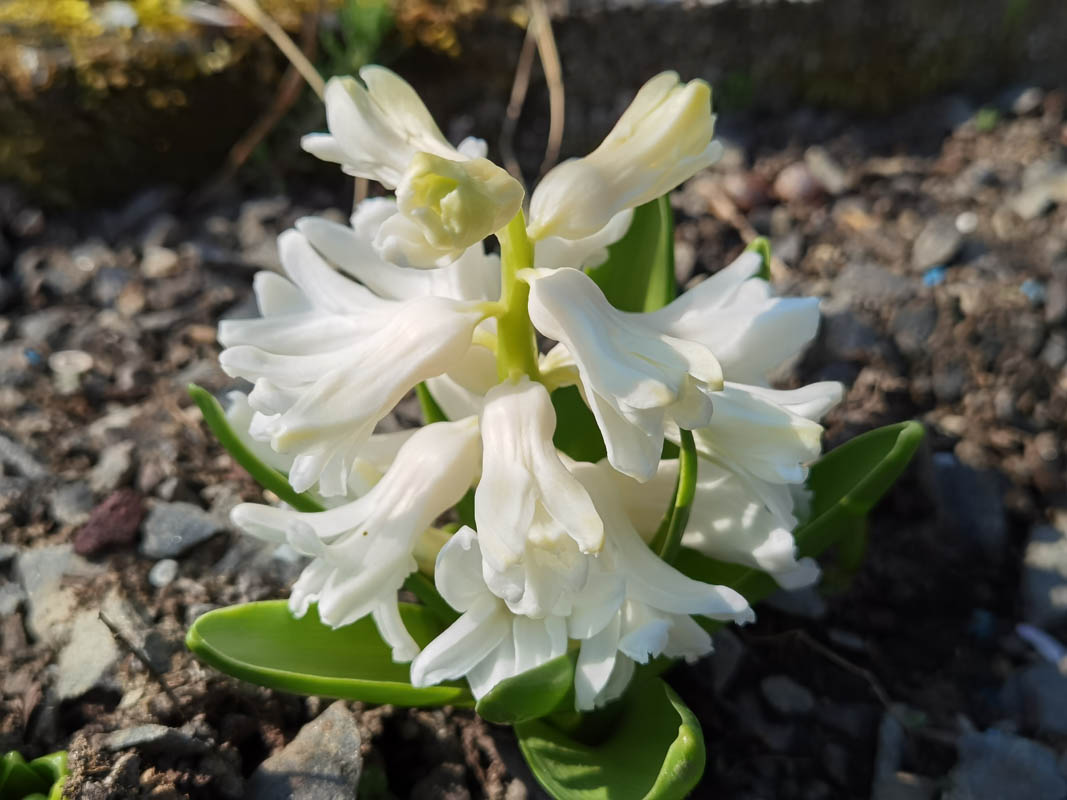 Hyacinthus orientalis 'Alba' en fleurs dans une prairie sèche du Moyen-Orient